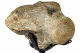 Fossil Mosasaur Atlas Vertebra w/ Metal Stand - Texas #316040-1
